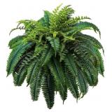 MIUYEAH MIAO LARGE FAKE BOSTON FERNS