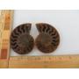 Online Auction - Fossils Bidding Closes Dec 12