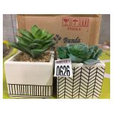 FLORA BUNDA SUCCULENTS TOTAL OF 2 IN BOX