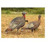 Avian-X LCD Rio Grande Combo Pack - Lookout Hen Ja