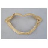 Shark Teeth
