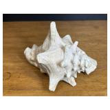 Conch shell