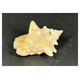 Sea Shell From Brazilian Sand Dunes