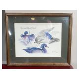Ontario wood duck framed print