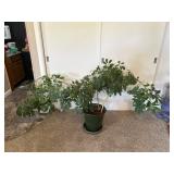 Dwarf Umbrella Tree Plant