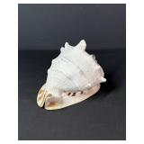 Seashell