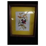 F&M Picture Western & Scarlet Tanagert Birds