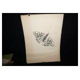 Butterfly Drawing by M Covly? 77