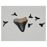 Shark Teeth Megaloden Tooth