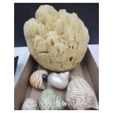 Lot of Polished Colored Sea Shells W Sponge Decor