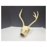 Skull w/Antlers