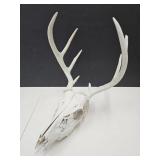 Deer Antler & Skull 11.5" W  8 Points