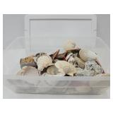 Large Lot of Seashells