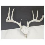 Deer Antler  15" w  8 Points