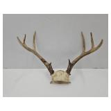 Med. Set of 8 Point Antlers