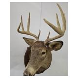 9 Point Trophy Buck Mount Taxidermy