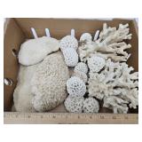 Lot of NICE Coral & Finger Coral