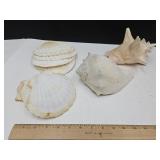 Large Lot of Seashells