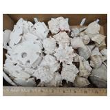 Lot of NICE Seashells