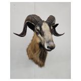 Ram  Mount Taxidermy has wear see pics NO SHIP