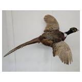 Pheasant in flight  Mounted Taxidermy NO SHIP