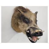 Wild Boar Mount Taxidermy  SEE PICS NO SHIPPING