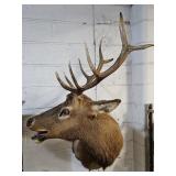 ELK  Large  Mount Taxidermy NO SHIPPING