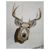 9 Point Deer Mount  Taxidermy NO SHIPPING