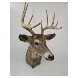 10 Point Buck Taxidermy Mount