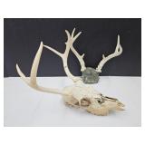 Deer Skull w/Antlers & Antlers SEE SIZE