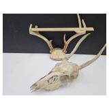 Deer Skull w/Antlers & Antlers SEE SIZE