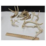 Deer Antler Rattlers & Skull Parts