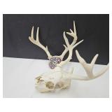 Deer Skull w/Antlers & Antlers SEE SIZE