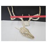 Deer Skull w/Antlers & Antlers SEE SIZE