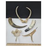 Lot of Horns & Antlers Up to 12"