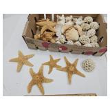 Lot Beautiul Sea Shells