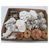 Lot Mushroom Coral & Seashell Lot- See Pix