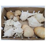 Lot Starfish, Fossils, & Seashells