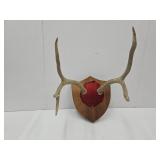 Deer Antlers, Mounted, 12"Wide