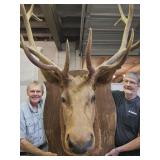 Elk Mounted Taxidermy  36"w x 62" L Name is Herby