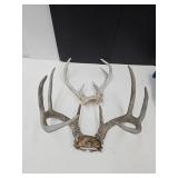 2 Deer Antlers SEE SIZE
