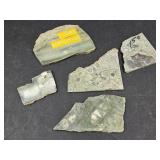 Lizard Serpentine, Fossilized Gemstones