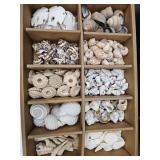 Really Nice Lot of Sea Shells SEE SIZES