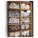 Really NIce Lot of Sea Shells SEE SIZE