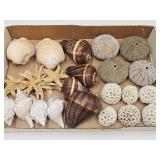Lot Of Sea Urchins & Star Fish + See Size
