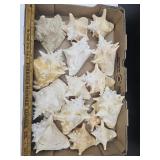 Large Lot Of Queen Conch + See Size