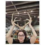 Deer Antlers 15" W