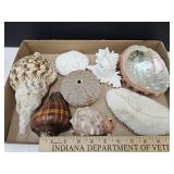 Lot Of Coral Mushroom, Sea Urchin & Sea Shells