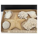 Lot Of Star Fish, Coral & Sea Shells