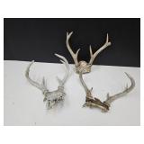 Deer Antlers See Sizes